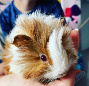 Image showcasing Meet our Therapy Guinea Pigs! - Tilstock Primary School